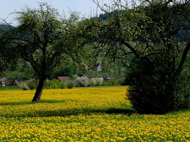 Löwenzahn Invasion | Foto: Alfred Schramm