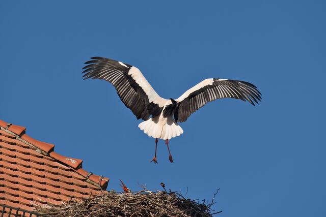 Landung im Storchennest | Foto: neugebauer.f@web.de