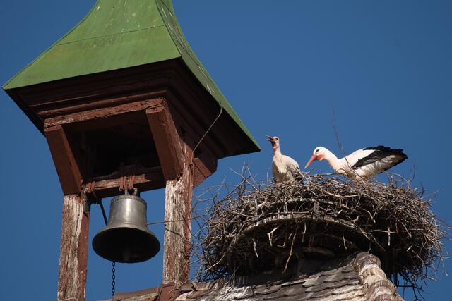 Das Storchennest beim Glockenturm. | Foto: neugebauer.f@web.de