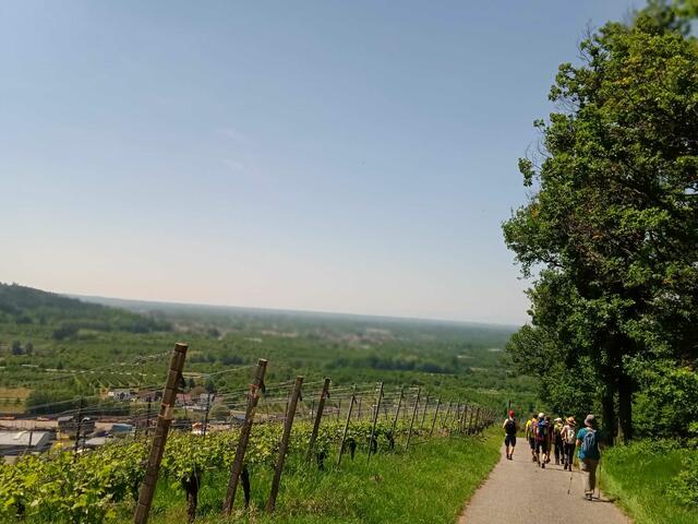 Durch Reben ging es bei Oberachern. | Foto: Schwarzwaldverein Achern