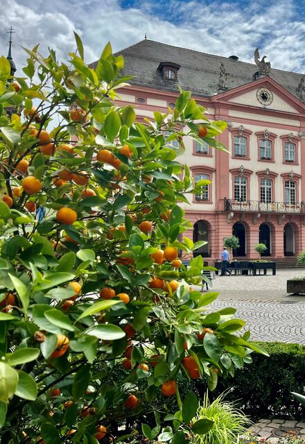 Der Orangenbaum trägt nun Früchte. | Foto: Stadt Gengenbach