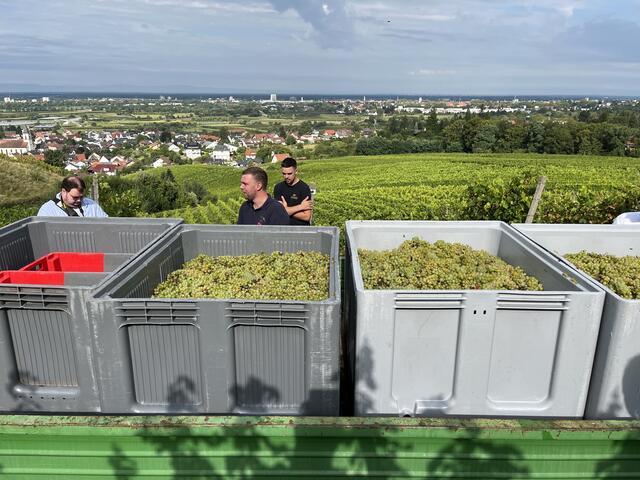 800 Kilogramm Trauben der Sorten Findling und Müller-Thurgau wurden am Montag geerntet. | Foto: gro