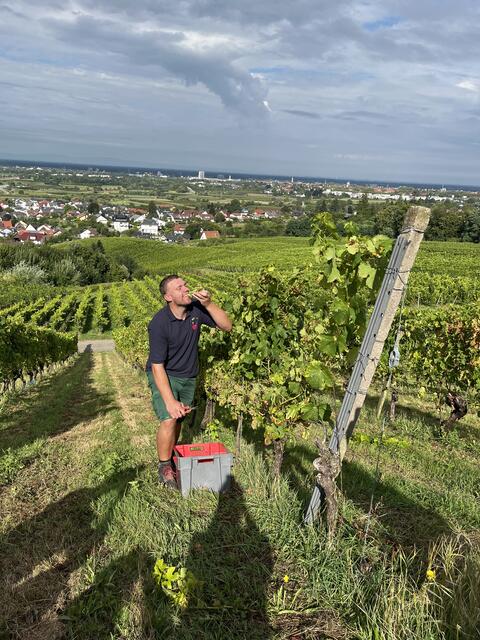 Jungwinzer Benedikt Vollmer probiert die eigenen Trauben. | Foto: gro