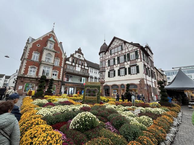 Am Sonnnenplatz blühen die Chrysanthemen. | Foto: gro