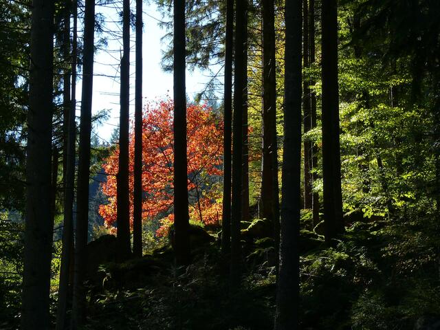 Durchsicht vom dunklen Tann ins helle Licht. | Foto: Alfred Schramm