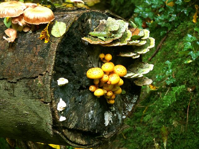 Essbar? Wahrscheinlich nicht, aber für eine Aufnahme sind diese "Schwammerl"  immer geeignet. | Foto: Alfred Schramm