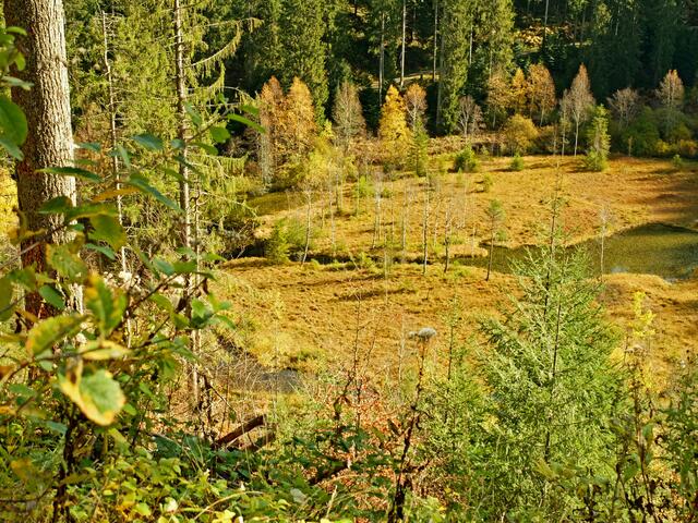 Von der Aussichtsplattform Ellbachseeblick, die im Jahr 2013 angelegt wurde hat man eine Sicht auf den 150 Meter tiefer gelegenen See. Es ist ein Karsee im nördlichen Schwarzwald.

  | Foto: Alfred Schramm