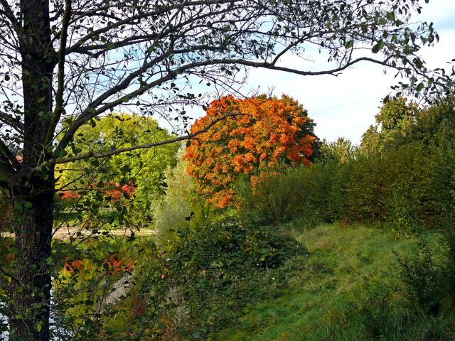 Hier präsentiert sich ein prachtvoller "Kugelbaum" in seinem bunten "Kleid". | Foto: Alfred Schramm