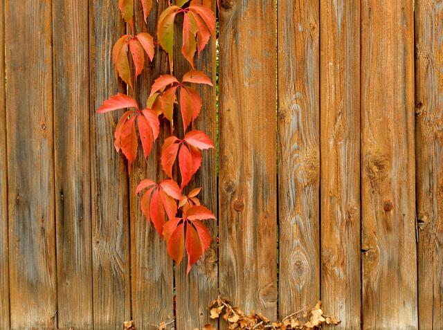 Kletterpflanze am Holztor. | Foto: Alfred Schramm