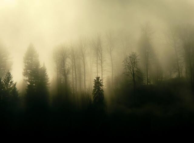 Nebelschwaden umhüllen die Bäume.   | Foto: Alfred Schramm