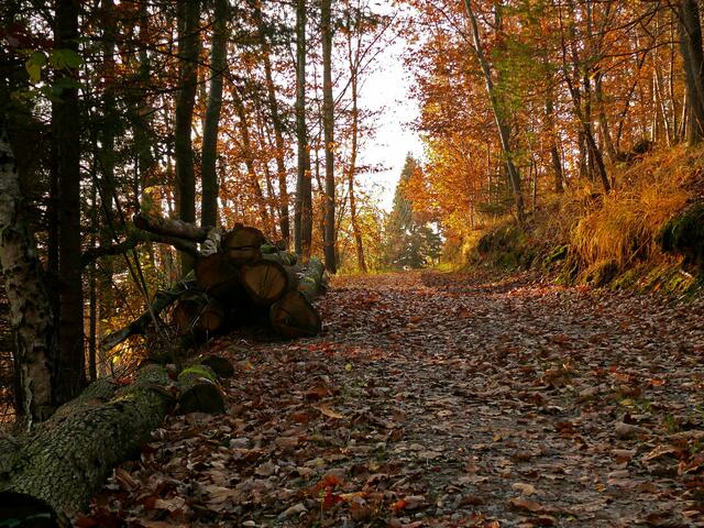 Steil für der Weg hinauf zur Gengenbacher Portiunkula-Kapelle, der voll ist mit gefallenem Blattwerk, das unter jeden Schritt raschelt. Von der Kapelle hat man einen schönen Blick ins Kinzigtal.  | Foto: Alfred Schramm