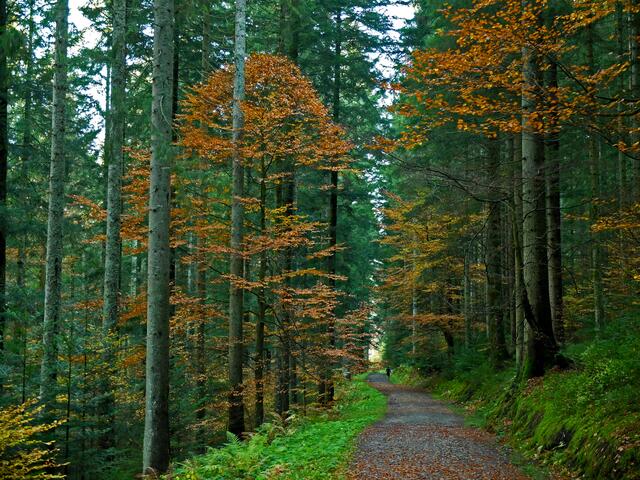 Tannen und Laubbäume zieren den Weg. | Foto: Alfred Schramm