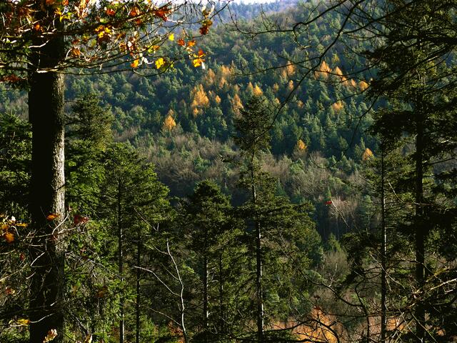 Als einziger Nadelbaum färbt die Lärche  im Herbst ihre Nadeln in ein grelles Gelb bis Rot und wirft ihre Nadeln im Winter sogar ab.

 | Foto: Alfred Schramm