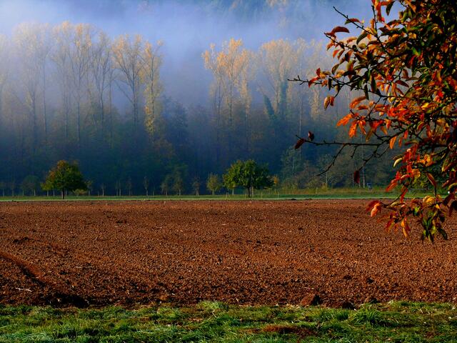 Das Feld ist abgeräumt und der Boden hat seine Winterruhe verdient. | Foto: Alfred Schramm