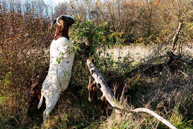 Ziegen sind in Sachen Futter nicht wählerisch. | Foto: Stadt Kehl