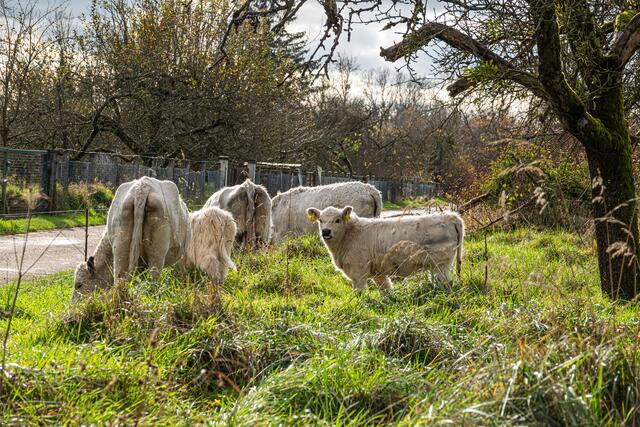 Fünf Galloway-Rinder weiden derzeit im Sundheimer Grund. | Foto: Stadt Kehl