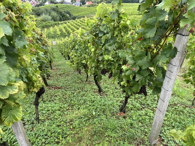In der Ortenau wird hervorragender Wein angebaut. | Foto: gro