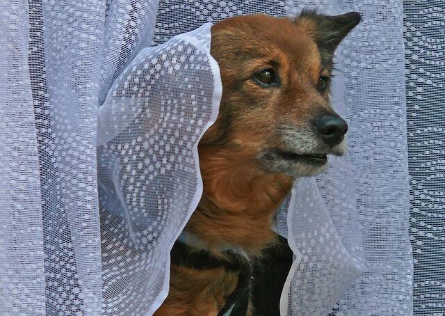 Bello beobachtet, was auf der Straße vor sich geht.  | Foto: Alfred Schramm