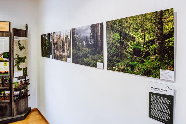 Blick auf die Fotoausstellung zum Waldwandel | Foto: Baiersbronn Touristik/Max Günter