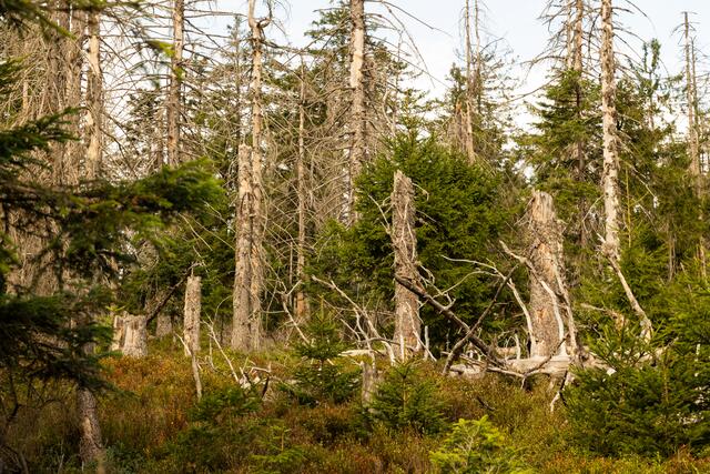Wilder Wald am Seekopf | Foto: Benedikt Huck/Nationalpark Schwarzwald