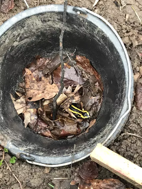Auch dieser Feuersalamander wurde gerettet. | Foto: Stadt Lahr