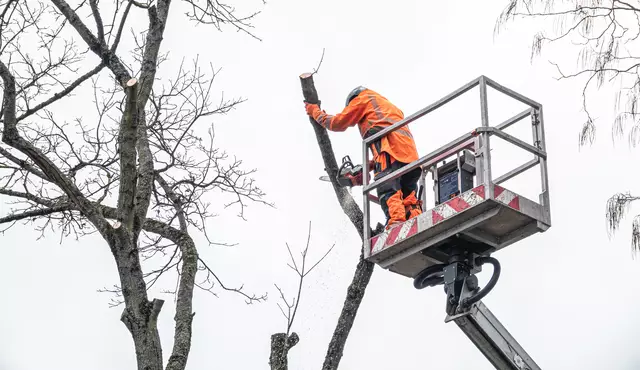 Weil seine Wurzeln die Regenwasserleitung blockierten, rückte am Freitagmorgen, 28. März, der Betriebshof an, um den Ahorn auf dem Stadthallengelände zu fällen.   | Foto: Stadt Kehl