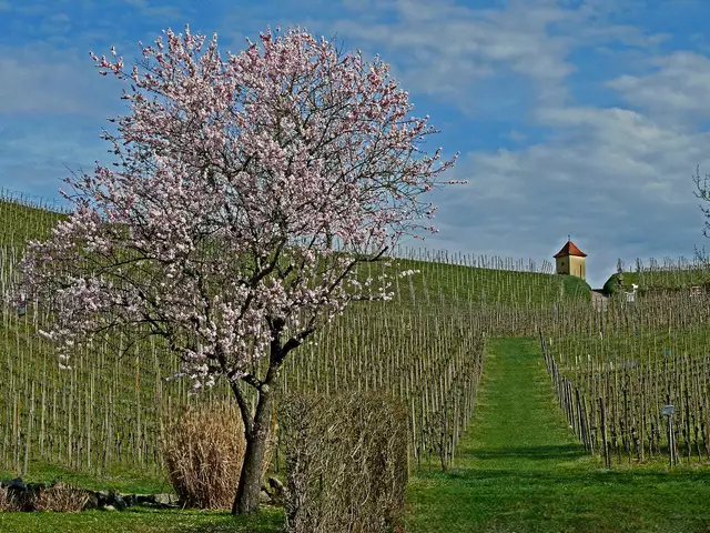 Mandelbaum beim Weinberg mit Blick zur sogenannten "Eck-Kapelle". | Foto: Alfred Schramm