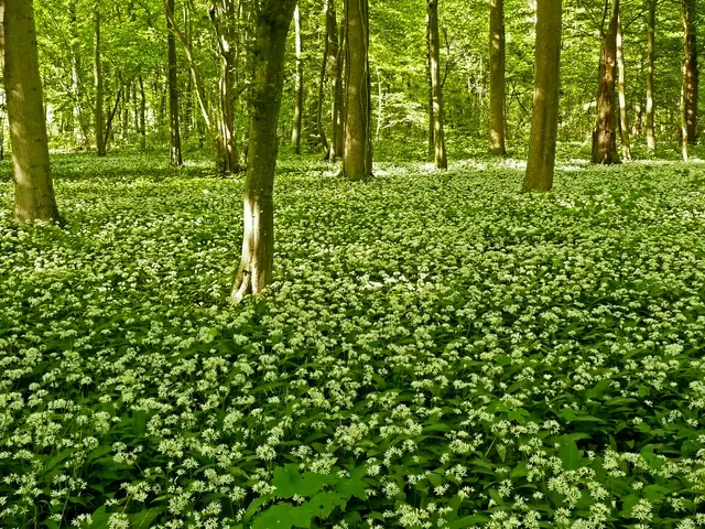 Blühender Bärlauch soweit das Auge reicht. Man findet ihn in  Au- und Laubwäldern. | Foto: Alfred Schramm
