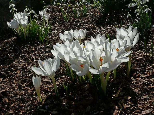 Weiße Krokusse und Schneeglöckchen passen doch gut zueinander. | Foto: Alfred Schramm