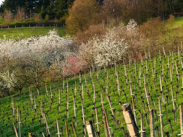 Auch im Weinberg ist der Frühling eingekehrt. | Foto: Alfred Schramm