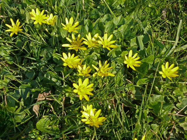  Gelbe Anemonen (Buschwindröschen). | Foto: Alfred Schramm