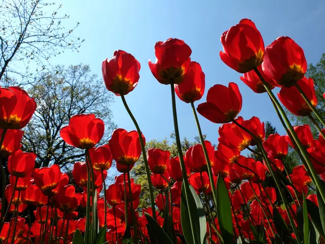 Tulpen mal von unten aufgenommen. | Foto: Alfred Schramm