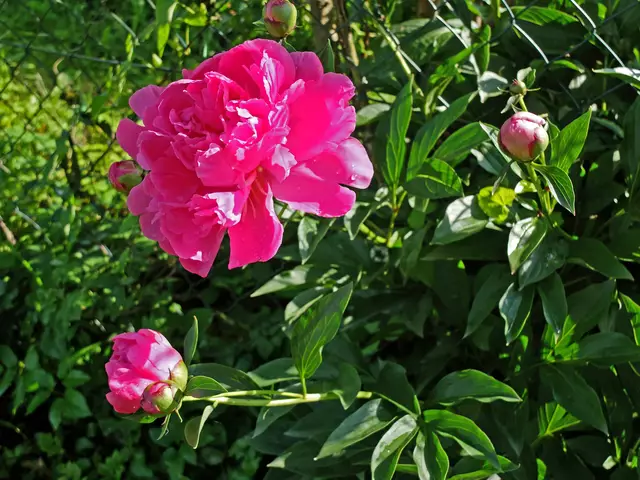 Pfingsrosen am Gartenzaun. | Foto: Alfred Schramm