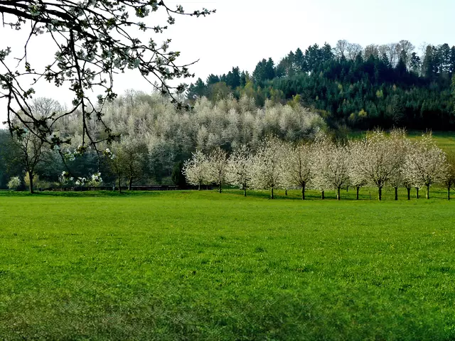 Foto: Alfred Schramm