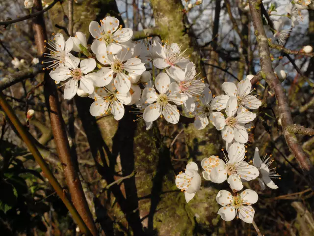 Nahaufnahme von Schlehenblüten. | Foto: Alfred Schramm