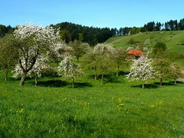 Baumblüte bei Wingerbach. | Foto: Alfred Schramm