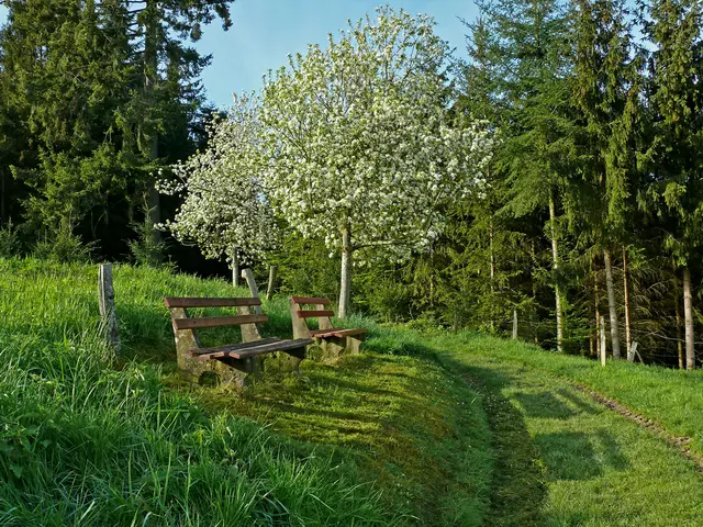 Zwei Ruhebänke für müde Wandersleute. Von dort aus hat man einen tollen Blick ins Tal in Gengenbach. | Foto: Alfred Schramm