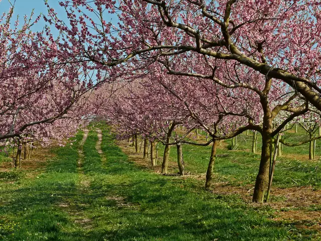 Einfach herrlich anzusehen sind diese blühende Pfirsichbäume.  | Foto: Alfred Schramm