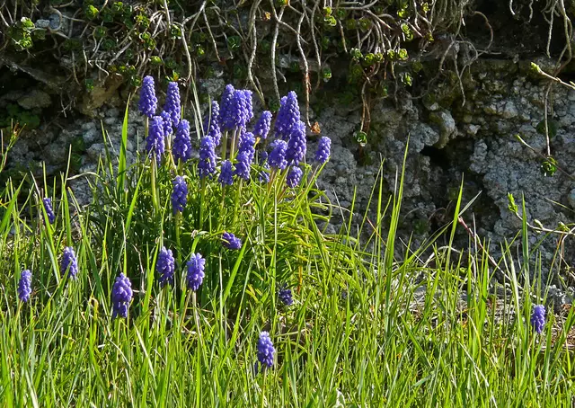 Die Traubenhyazinthen deren Blütezeit im März beginnt sind immer ein Bild wert. | Foto: Alfred Schramm