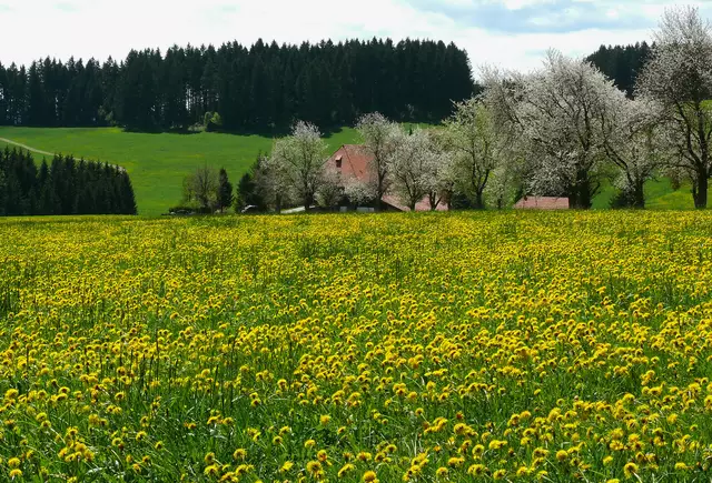 Eine Allee mit blühenden Bäumen führt zum Unterfallengrundhof der nicht weit von der Ortschaft Gütenbach entfernt ist.  | Foto: Alfred Schramm