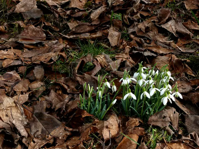 Schneeglöckchen, umhüllt von gefallenem Blattwerk. | Foto: Alfred Schramm