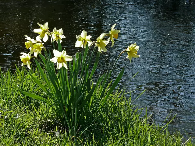 Gelbe Narzissen oder auch Osterglocken genannt am Ufer des Mühlbachs.  | Foto: Alfred Schramm