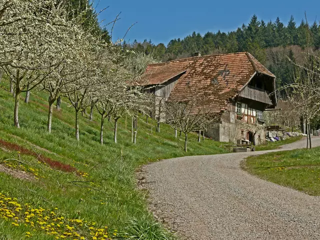 Baumblüte beim Springbauernhof in Durbach. | Foto: Alfred Schramm