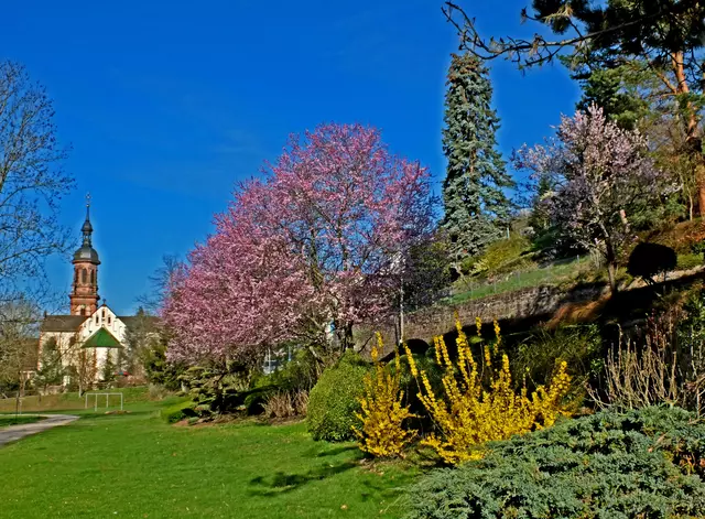 Die Blutpflaume 'Nigra' begeistert. Im Frühling überziehen unzählige kleine, rosa gefärbte Blüten die dicht wachsenden Äste. In öffentlichen Grünanlagen, wie hier in der Gengenbach "Schneckenmatt" sorgt diese wunderschöne Färbung für eine schöne Farbenpracht. | Foto: Alfred Schramm