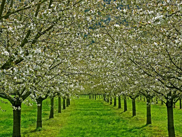 Man geht hier durch einen "Tunnel" von Kirschbaumblüten. | Foto: Alfred Schramm