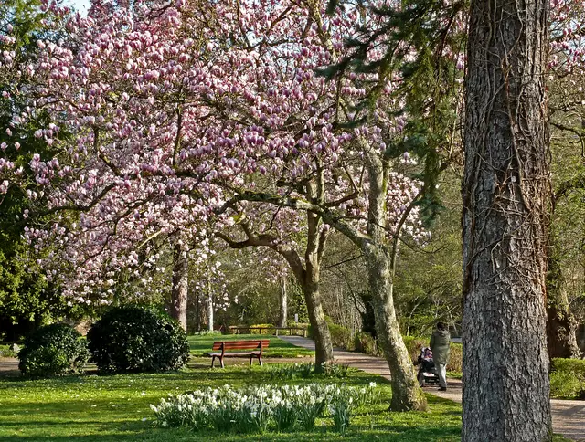  Magnolienblüte im Stadtpark. | Foto: Alfred Schramm