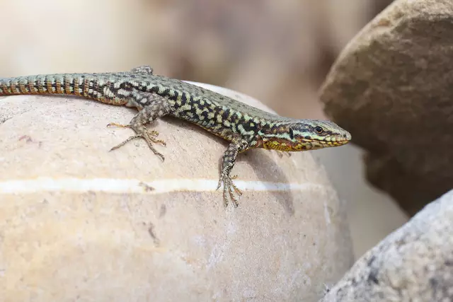 Biologen haben Biotope und Tierwelt rund um den Königwald untersucht und kartiert. | Foto: Bioplan Freiburg