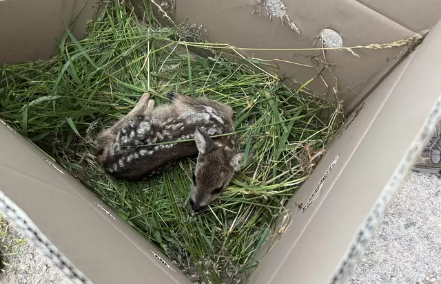 In einem mit Gras ausgestatteten Karton bleiben die geretteten Kitze bis die Wiese gemäht ist. | Foto: Landratsamt Ortenaukreis