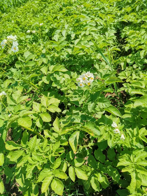 Zikaden, auch Zirben genannt, können in der Landwirtschaft und beim Pflanzenbau, beispielsweise beim Kartoffelanbau, Probleme verursachen.  | Foto: cao