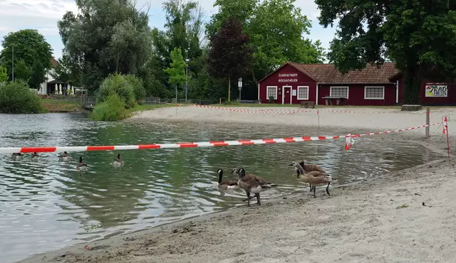 Rings um die Badestelle leben Wildgänse, die in den Flachwasserbereich koten und auf den Sandstrand urinieren. | Foto: Stadt Kehl